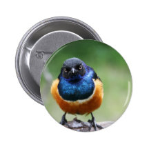 Curious Blue Bird Photo Closeup Buttons