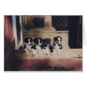 Curious Border Collie Puppies Dog Blank Note Card