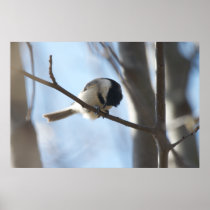 Curious Chickadee Poster