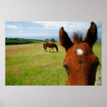 Curious colt