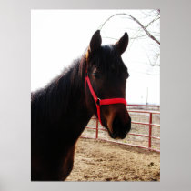 Curious Colt Print