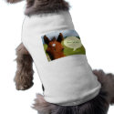 Curious colt with talk bubble pet clothing