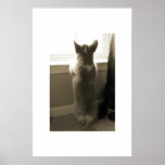Curious Corgi posters