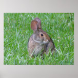 Curious Cottontail Poster