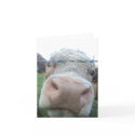 curious cow cards