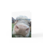 curious cow cards