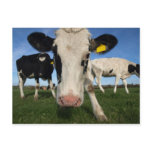 Curious Cow Post Card