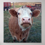 Curious Cow Poster