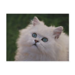 Curious cute kitten postcards