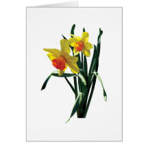 Curious Daffodils Cards