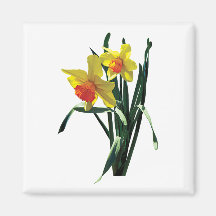 Curious Daffodils Magnets