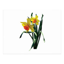 Curious Daffodils Post Card