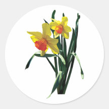 Curious Daffodils Sticker