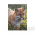 Curious Fox cards
