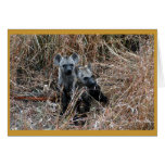Curious hyena pups. cards