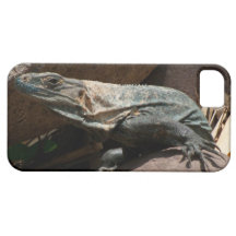 Curious Iguana iPhone 5 Case