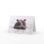 Curious Keeboko (Hippo) cards