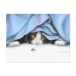 Curious Kitten Postcard