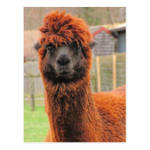Curious Llama ~ postcard