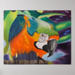 Curious Macaw posters
