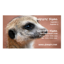 Curious Meerkat Business Card