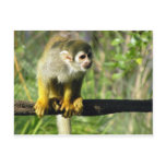 Curious Monkey Template postcards