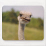 Curious Ostrich Mouse Pads