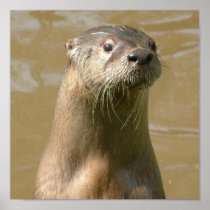 Curious Otter Poster Print