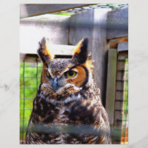 Curious Owl Personalized Flyer