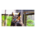 Curious Owl photo cards