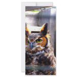 Curious Owl rack cards