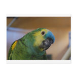 Curious Parrot Post Card