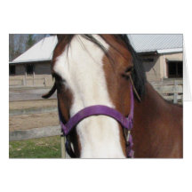 Curious Quarter Horse Greeting Card