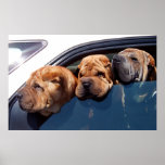 Curious Shar Pei