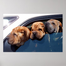 Curious Shar Pei