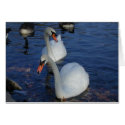 Curious Swan card