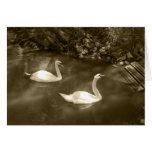 Curious Swans Card