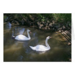 Curious Swans Card