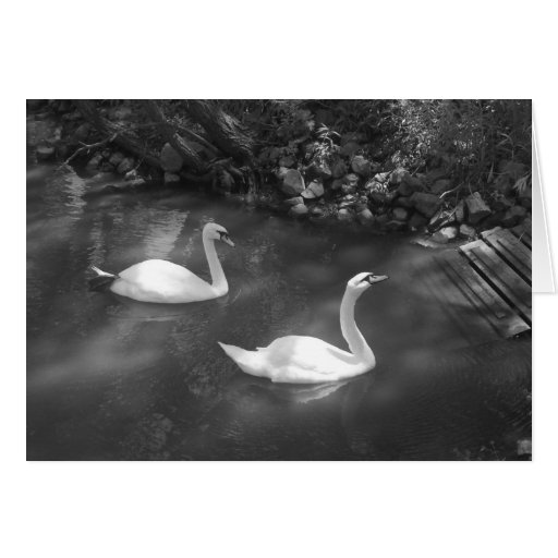 Curious Swans Card