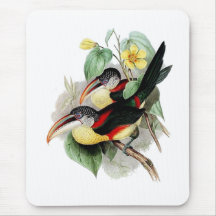 Curl-crested Aracari Mousepad