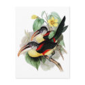 Curl-crested Aracari postcards