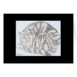 curled cat cards