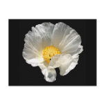 Curled Flower Postcard