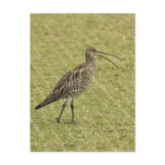 Curlew postcards