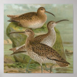 "Curlews Vintage Illustration" posters