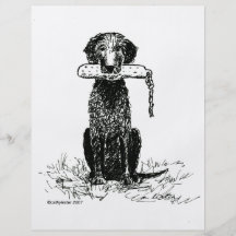curly coated retriever full color flyer