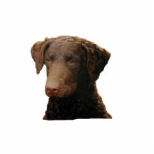 Curly coated retriever ornament acrylic cut out