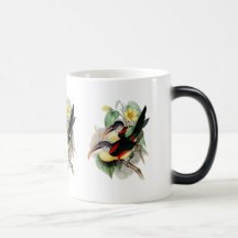 Curly-crested Aracari Coffee Mug