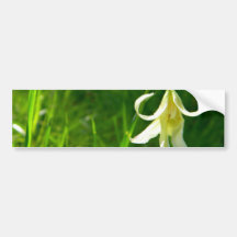 Curly Yellow Bumper Stickers