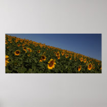 Curvature Posters